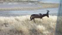 parco etosha (WxH) - un kudu