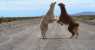 La 40 e gli animali (WxH) - Due Lama si Confrontano per una femmina, proprio sulla RN 40 poco dopo tres Morros, abbiamo aspettato circa 10 minuti perchè in quel tratto la strada è stretta, poi si sono accorti della nostra presenza e si sono spostati..