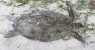 turtle (WxH) - turtle a mda creek