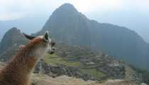LAMA (WxH) - I LAMA DEL MACHU PICCHU