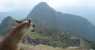 LAMA (WxH) - I LAMA DEL MACHU PICCHU