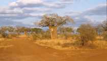 LUKNEAR (853Wx557H) - TARANGIRE ...un baobab sembra staccarsi dalla terra arsa per andare verso il cielo