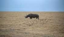 LUKNEAR (853Wx557H) - NGORONGORO...un bel esemplare di rinoceronte ormai in via di estinzione