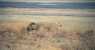 LUKNEAR (853Wx557H) - NGORONGORO...silenzio!! SUA MAESTA' E CONSORTE..