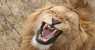 simba (WxH) - maschio di leone adulto nel parco serengeti 