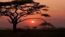 african sunset (WxH) - african sunset