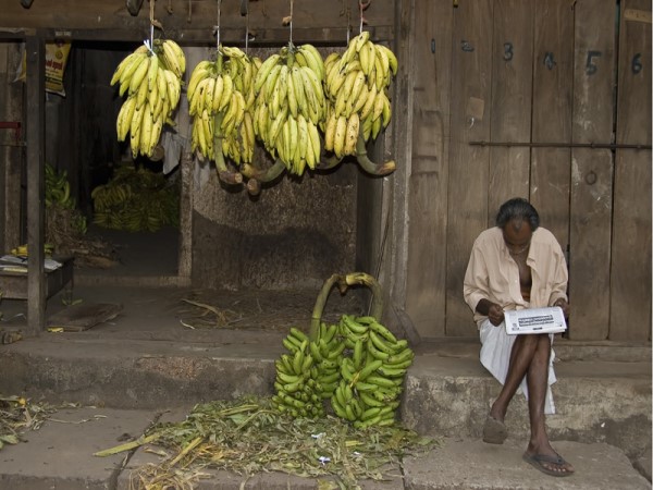Scarica versione non compressa il bananaio (WxH)