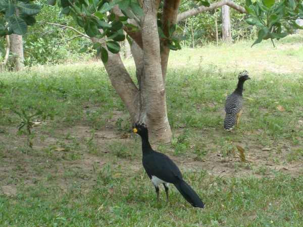 Scarica versione non compressa pantanal (WxH)