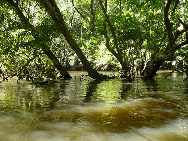 Scarica versione non compressa pantanal (WxH)