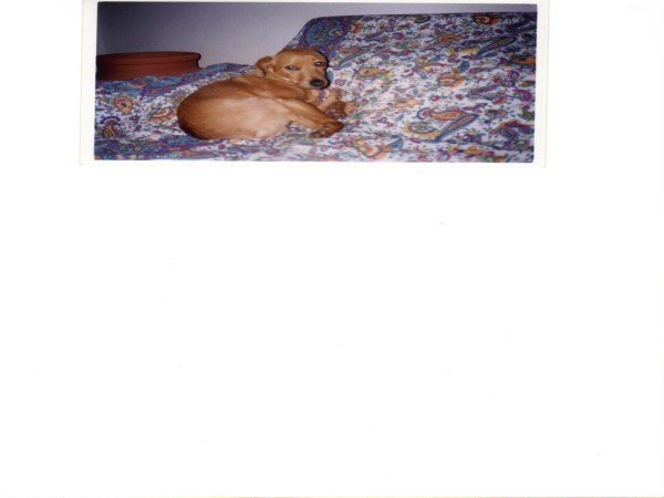 Scarica versione non compressa cagnolino di tatotat (WxH)
