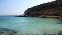 cala, cala (WxH) - cala pulcino