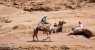 Camel (WxH) - Cammelli nel deserto 