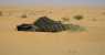nel Sahara tunisino (WxH) - il popolo del deserto 