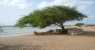 Capo Verde (600Wx450H) - Maio al fresco sotto un albero. 