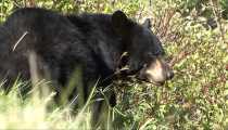 parc du forillon (WxH) - orso