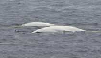 beluga (WxH) - sn lorenzo