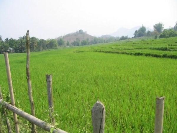 Scarica versione non compressa ..il riso.. (WxH)