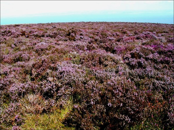 Scarica versione non compressa england (1020Wx766H)