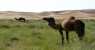 marocco (WxH) - marocco