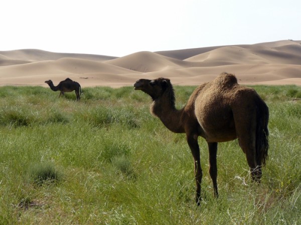 Scarica versione non compressa marocco (WxH)