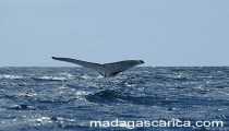 Baleine (550Wx440H) - baleine a bosse a St Marie