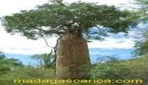 Baobab a Ifaty (368Wx550H) - Baobabs a Ifaty Madagascar