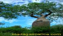 baobab (413Wx550H) - Baobab Ifaty madagascar