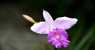 Orchidea (WxH) - una tra le migliaia di orchidee selvatiche nella foresta 