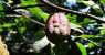 CACAO (WxH) - Noce di cacao selvatico