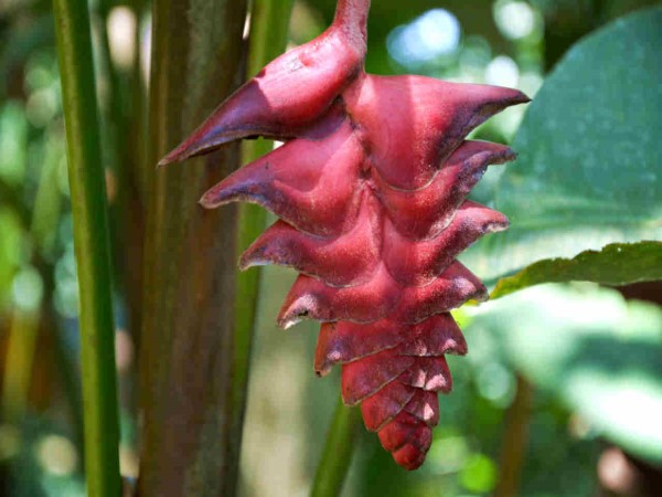 Scarica versione non compressa Fiore (WxH)