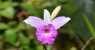 Orchidea (WxH) - Orchidea selvatica