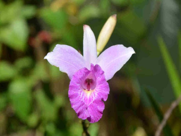 Scarica versione non compressa Orchidea (WxH)
