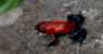 Rana (WxH) - piccolissima rana Rossa 
