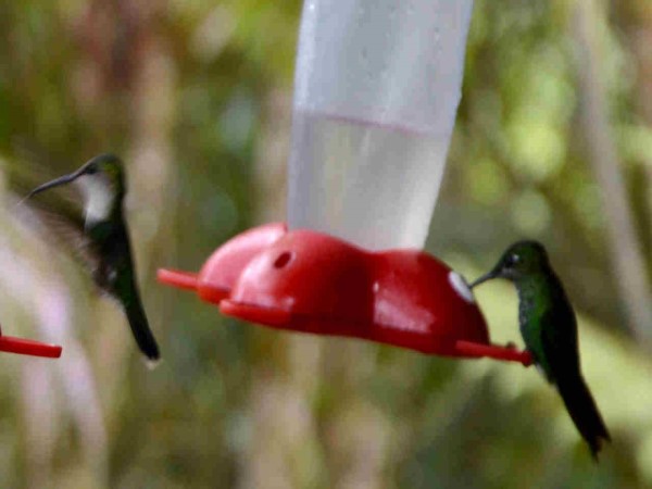 Scarica versione non compressa Colibri (WxH)