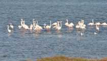 fenicotteri (WxH) - fauna presente nella costa del sud sardegna