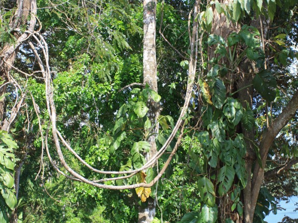 Scarica versione non compressa gatun (WxH)