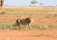 kenya