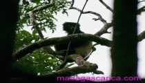 Lemuriens (550Wx441H) - Indri indri