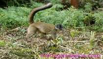 Lemuriens (550Wx441H) - Lemur fulvus