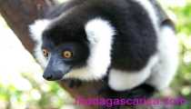 Lemuriens (550Wx366H) - lemur Vari