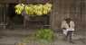 il bananaio (WxH) - -